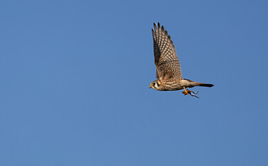 A bird of prey, the American kestral 