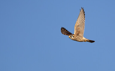 A bird of prey, the  American kestral 