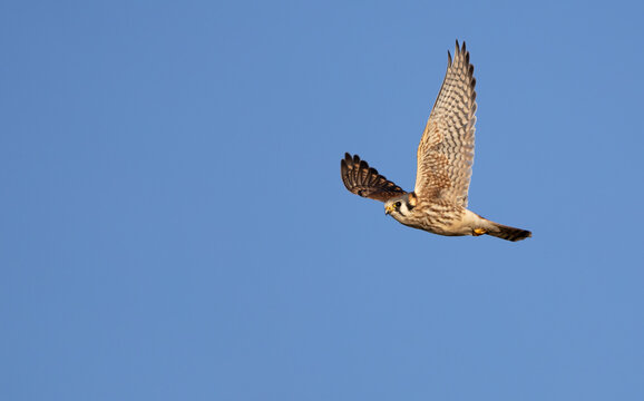 A bird of prey, the  American kestral " Falco sparverius " , flying against a blue sky. bird of prey