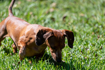 dachshund