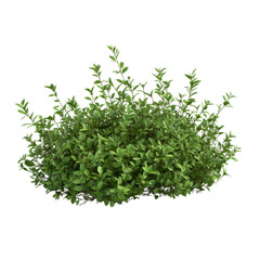 Obraz premium Bundle of Thyme Sprigs Isolated on Transparent or blank Background, PNG