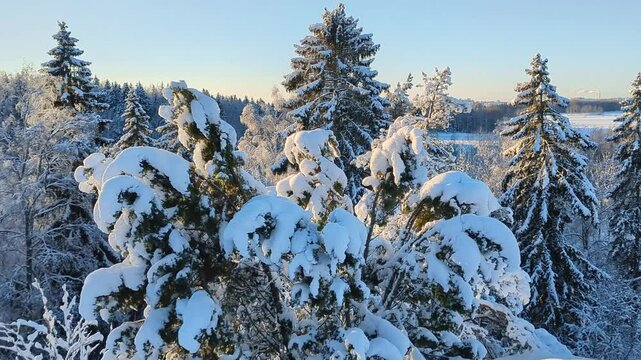 Snow covered majestic trees in white winter forest, snowy nature landscape, Finland