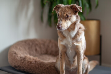 Portrait of a dog looking to the side, Australian Shepherd sitting on a pillow at home. Cute purebred dog on the floor in daylight.