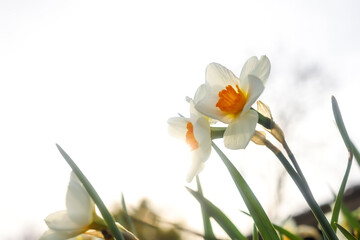 Fototapeta premium Close up view of Daffodil flowers in spring time