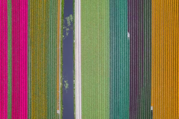 Gardinen Aerial view of rows of colorful Tulips, Daffodils and Hyacinth fields along with canal in the Netherlands. © SNEHIT PHOTO