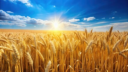 Golden wheat field under a clear blue sky on a sunny day, agriculture, farm, countryside, crops, nature, harvest, landscape