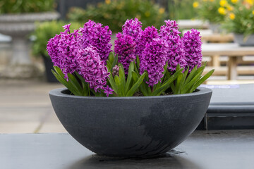 Close up view of Hyacinth plant pot