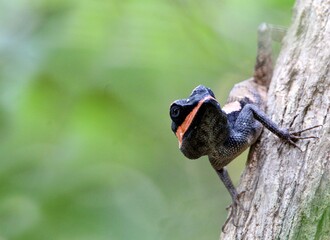 Painted Lipped Lizard, Sri Lanka 