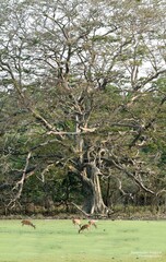 Sri Lankan Spotted Dears in the Wild, Wilpattu National Park. 