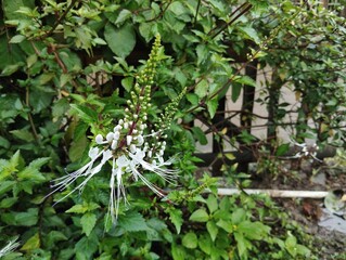 Cat wishker plant or Orthosiphon aristatus in outdoor garden, Herb medicine plant 