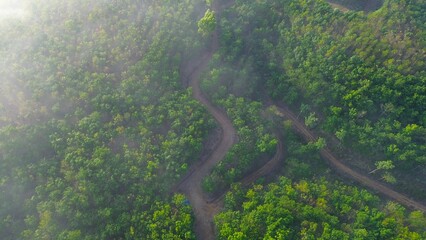 Top drone view of forest and trees with dirt road and morning fog during morning