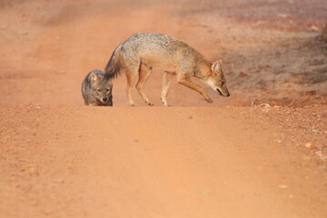 The Golden Jackal in the Wild, Sri Lanka 