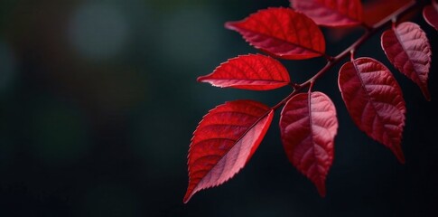Obraz premium Close-up of deep red exotic leaves on a dark branch , leaves, tree
