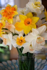 mixed bouquet of yellow and creme colored daffodils in spring