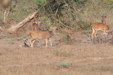 Sri Lankan Spotted Dears in the Wild, Wilpattu National Park. 