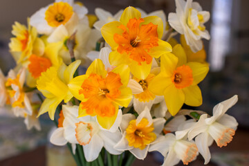 mixed bouquet of yellow and creme colored daffodils in spring