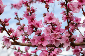 pruned blooming pink peach tree branch blossoms in spring at an orchard in southern Maryland USA