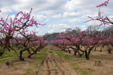 pruned blooming pink peach tree blossoms in spring at an orchard in southern Maryland USA Calvert...