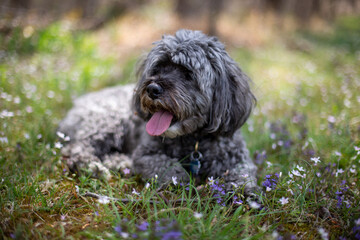 Fluffy gray cockapoo looking off to the side in a bed of spring wildflowers 
