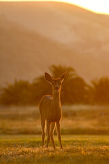 deer in the field