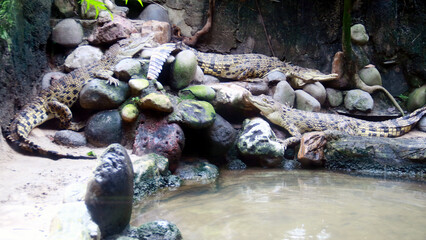 Saltwater crocodile sunbathing on a rock near the river.