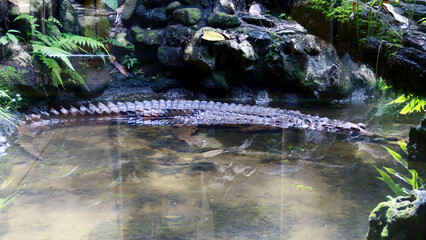 False crocodile swimming in the water.