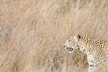 Sri Lankan Leopards in the Wild, Wilpattu National Park