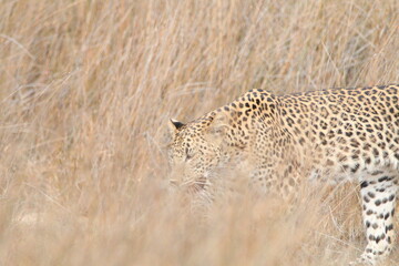 Sri Lankan Leopards in the Wild, Wilpattu National Park