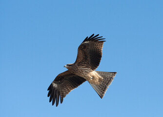 空を飛ぶカッコいいトビ