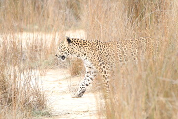 Sri Lankan Leopards in the Wild, Wilpattu National Park