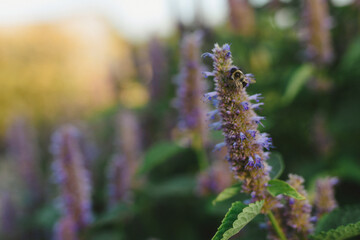 Bee on Purple Salvia