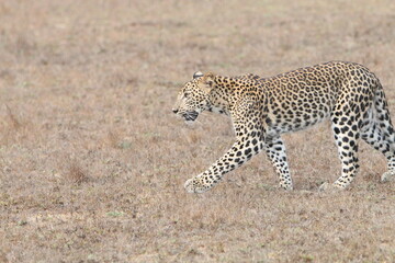 Sri Lankan Leopards in the Wild, Wilpattu National Park