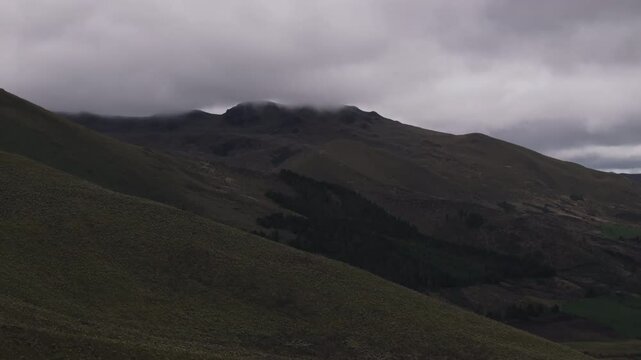 Aerial video of Espeletia Frailejones plants in a field with hills in the background. Ecuador