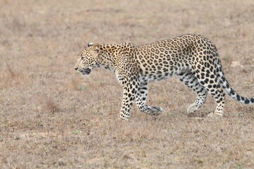 Sri Lankan Leopards in the Wild, Wilpattu National Park