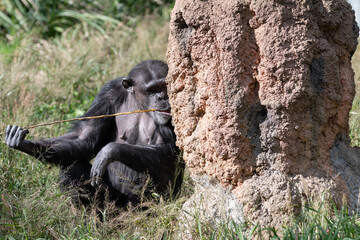 枝を舐める可愛いチンパンジー