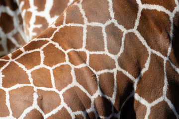 キリンの柄のアップ