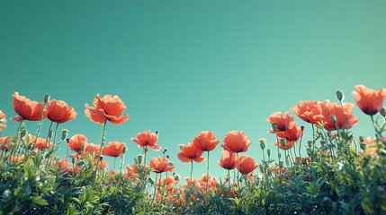 Obraz premium Poppies Bloom Under Teal Sky in Field of Green Plants Sunny Day View Nature Scene Flowers Field.
