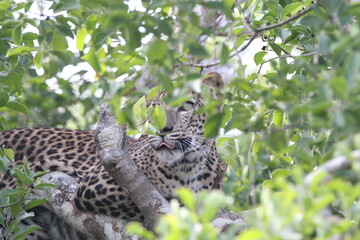 Sri Lankan Leopards in Wilpattu National park, Sri Lanka 