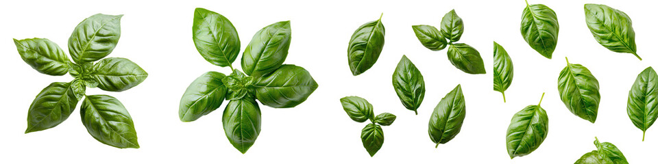 Fototapeta premium Assortment of Fresh Green Aromatic Herbs Against White Background