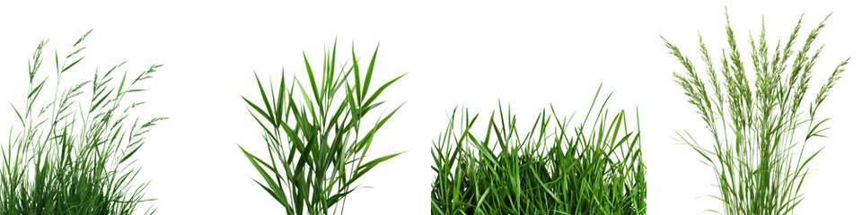 Obraz premium Diverse Textures of Vibrant Green Foliage and Lush Organic Vegetation in Natural Landscapes
