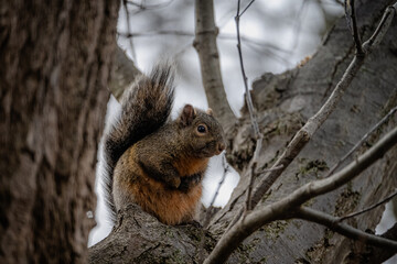 squirrel on a tree
