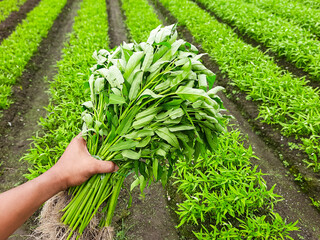 Farmer Holding Freshly Harvested Water Spinach in a Field