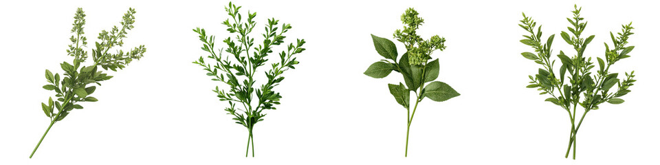 Obraz premium Lush vibrant green flourishing foliage and botanical leaves forming a natural backdrop Various fresh plant stems branches and organic greenery elements create a serene peaceful
