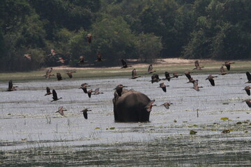 Sri Lankan Elephants in the Wild, Wilpattu National Park. 