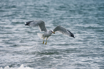 seagull in flight