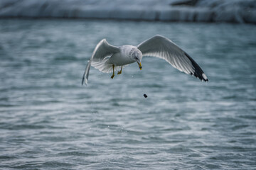 seagull in flight