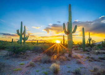cactus at sunset