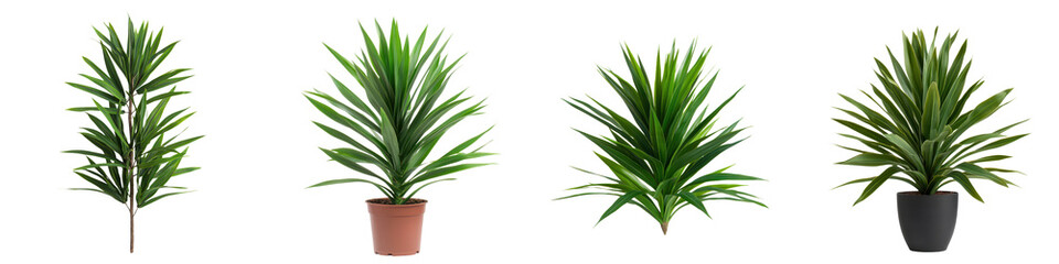 Fototapeta premium Lush Tropical Potted Plant for Modern Home and Office Decor