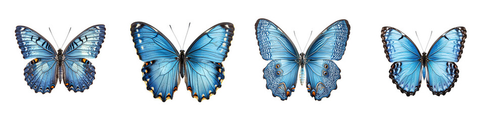 Fototapeta premium A collection of majestic blue butterflies captured in stunning detail showcasing the delicate and vibrant beauty of these graceful creatures