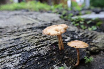 closeup brown mushrooms grow between the cracks